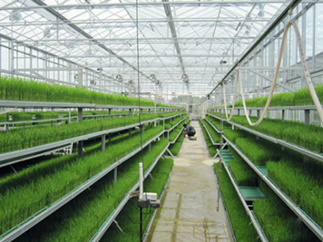 The Application of Ozone in the Agriculture