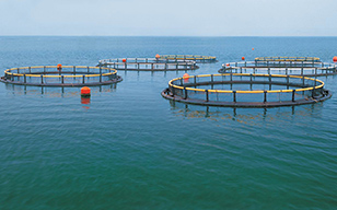 The Application of Ozone in Aquaculture